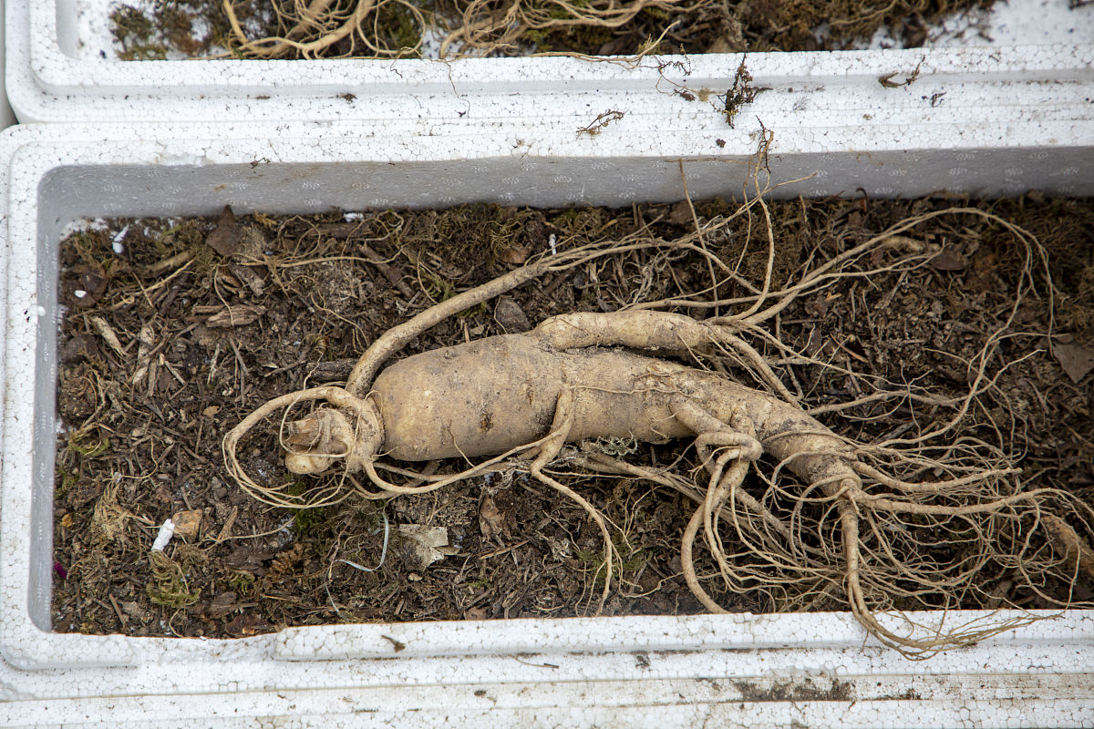 女性适量食用人参对身体健康有哪些好处?