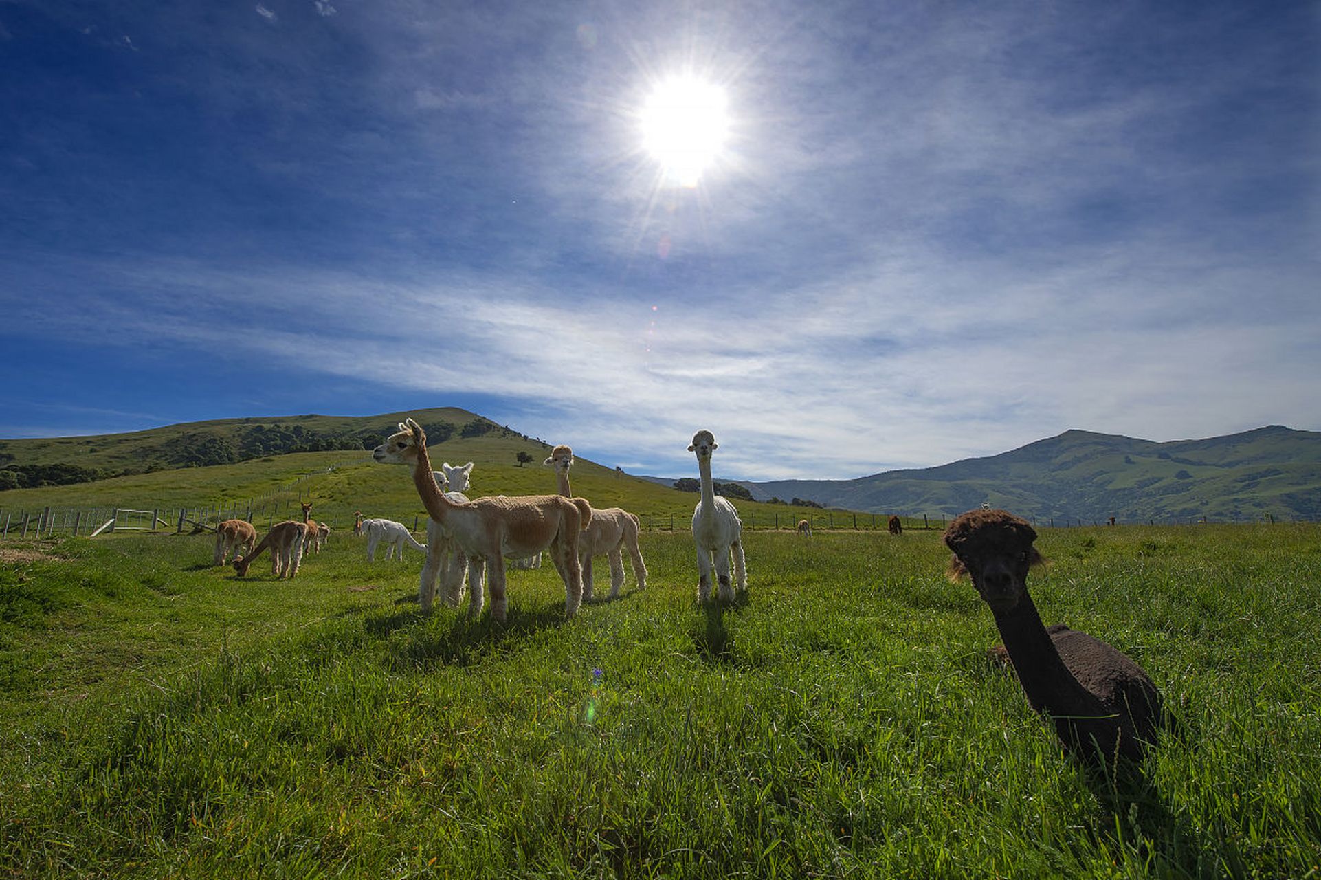草原上的羊驼,温顺而可爱.