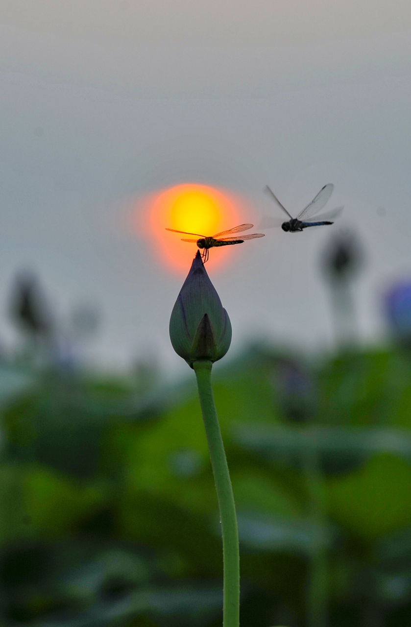 蜻蜓,绿叶间的闪亮精灵,它们轻盈的翅膀在阳光下闪烁着光芒,仿佛在