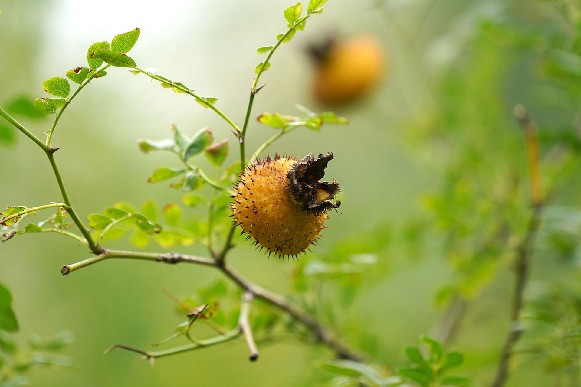 刺梨:曾经不起眼的野果,现成为四川沐川县闻名的特产保健水果!