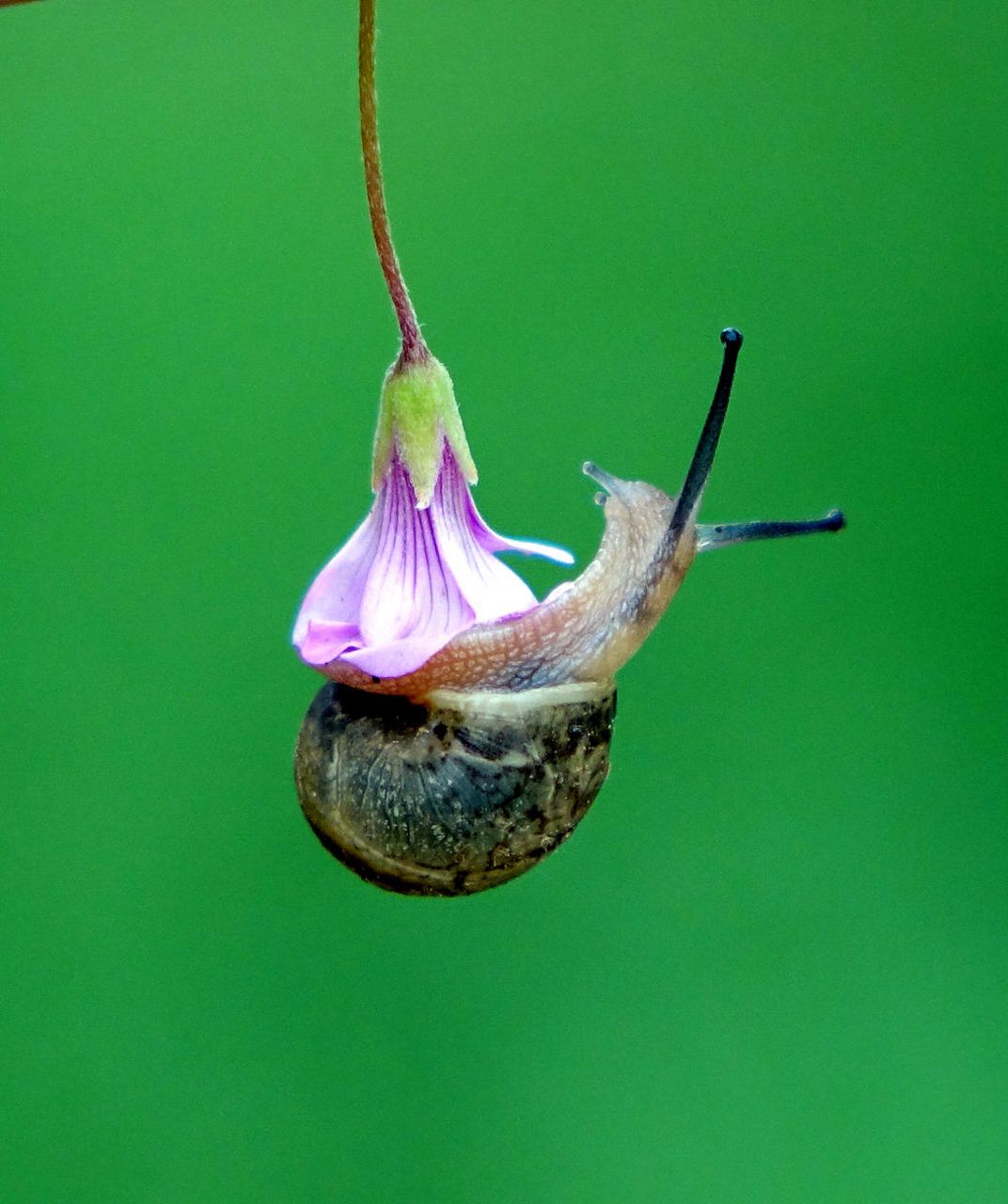 努力向上攀爬的小蜗牛.#动物趣图
