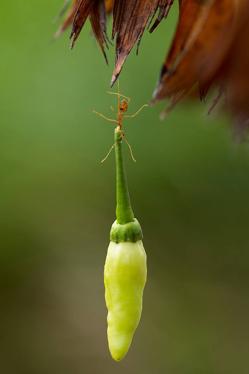 在草丛之中,一只只蚂蚁正忙碌地搬运食物.#趣图搞笑