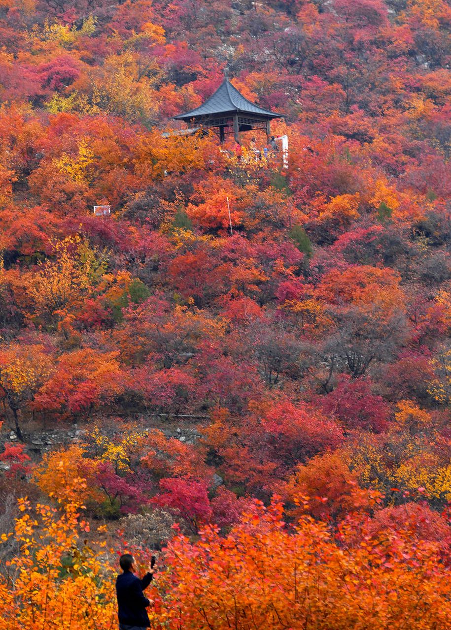 北京香山红叶图片大全图片