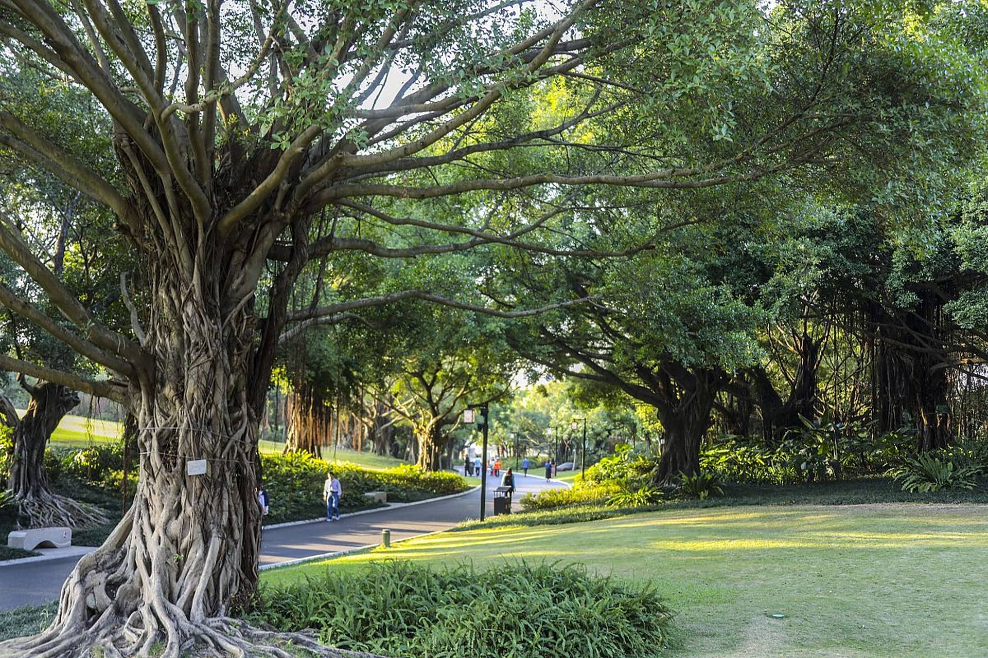 位于福建省霞浦县牙城镇渡头村的榕枫公园,作为杨家溪的瑰宝,吸引着