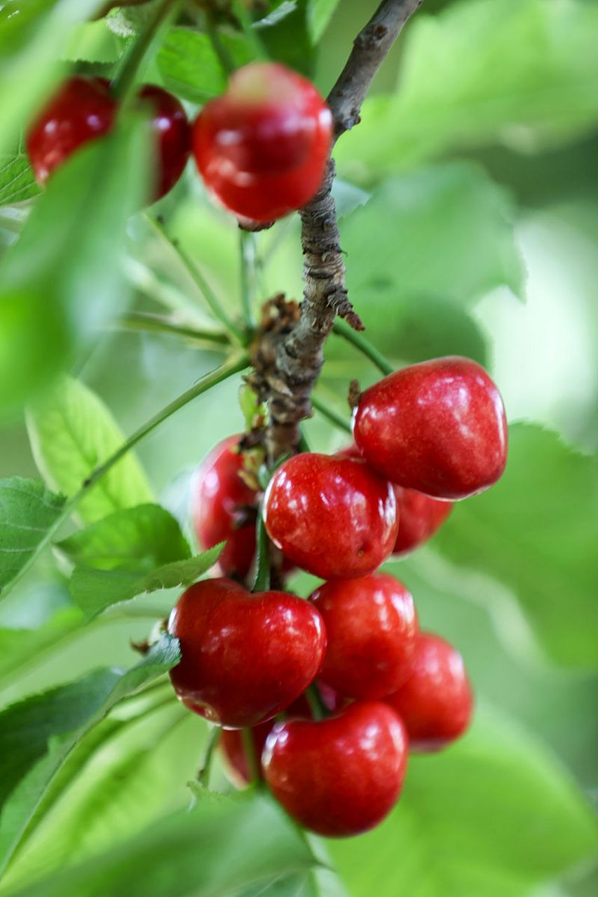 甘肃天水大樱桃果大味甜 红透"半边天"  甘肃天水地处渭河中游,秦岭西
