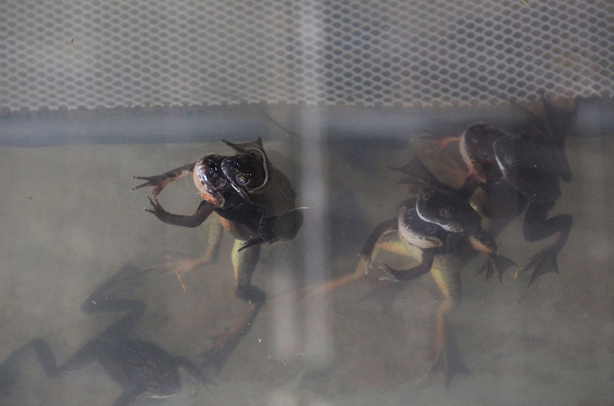 哈什蚂——东北山珍