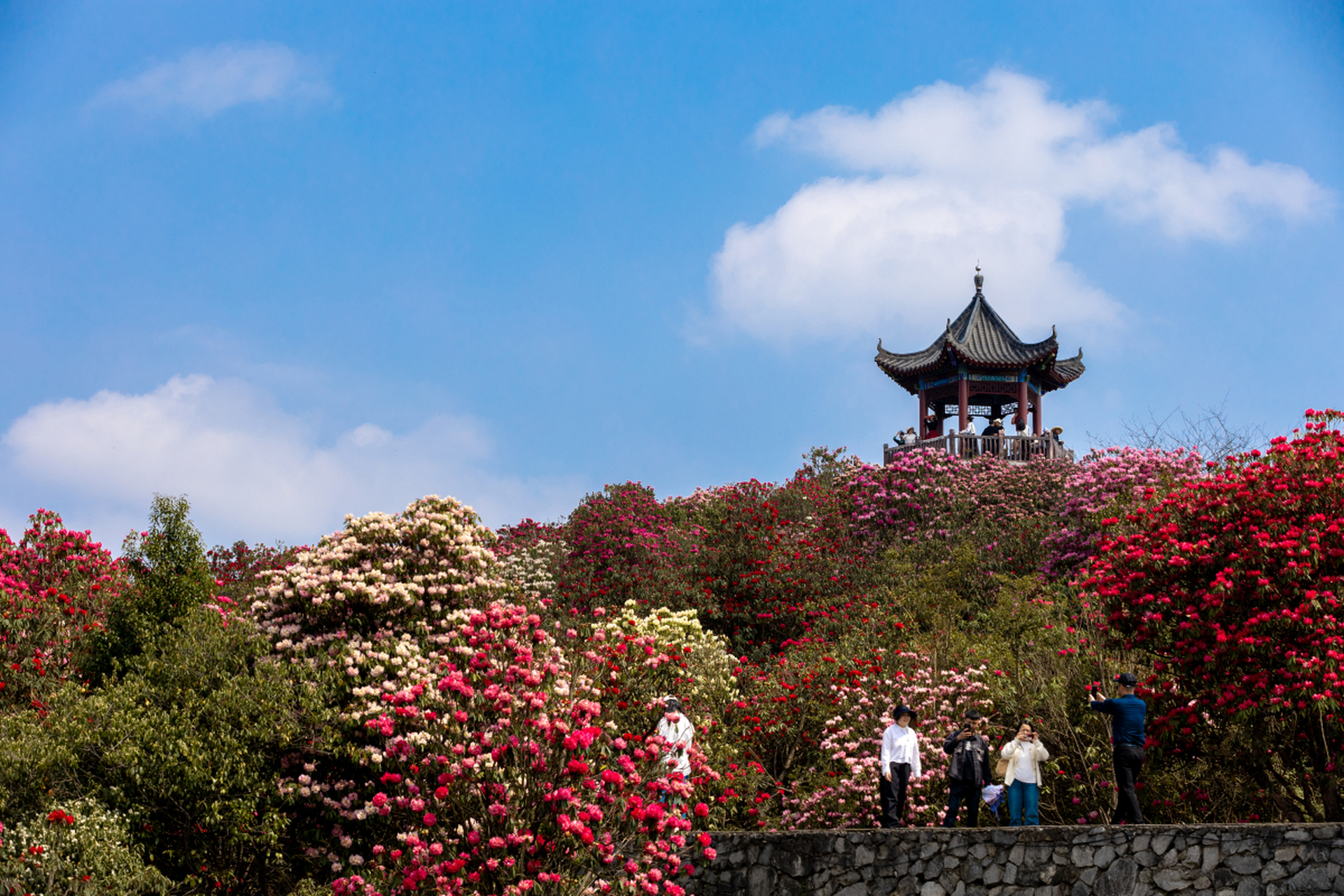 贵州毕节杜鹃花海图片图片