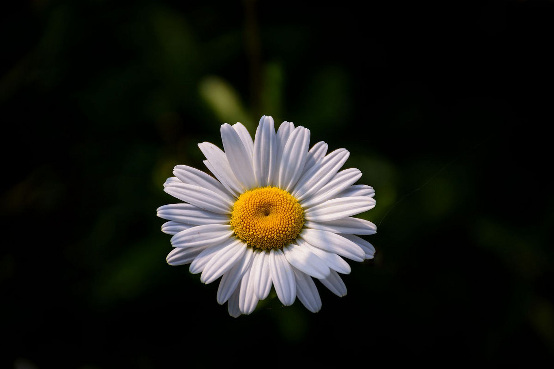 白俄罗斯的国花——洋甘菊:一种纯洁与坚韧的象征  在白俄罗斯的大地