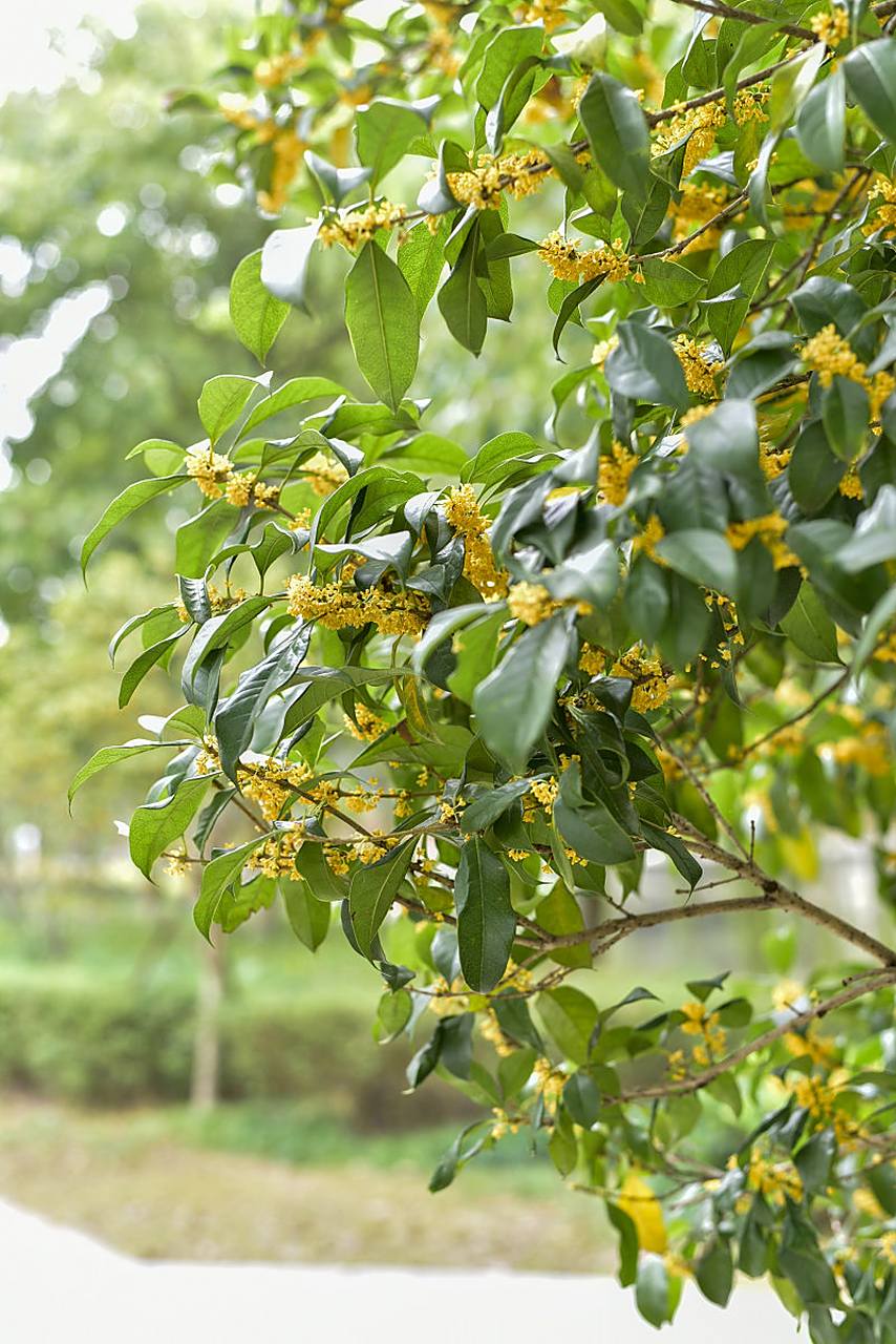 桂花 桂花初绽秋风起,清香满园入襟怀