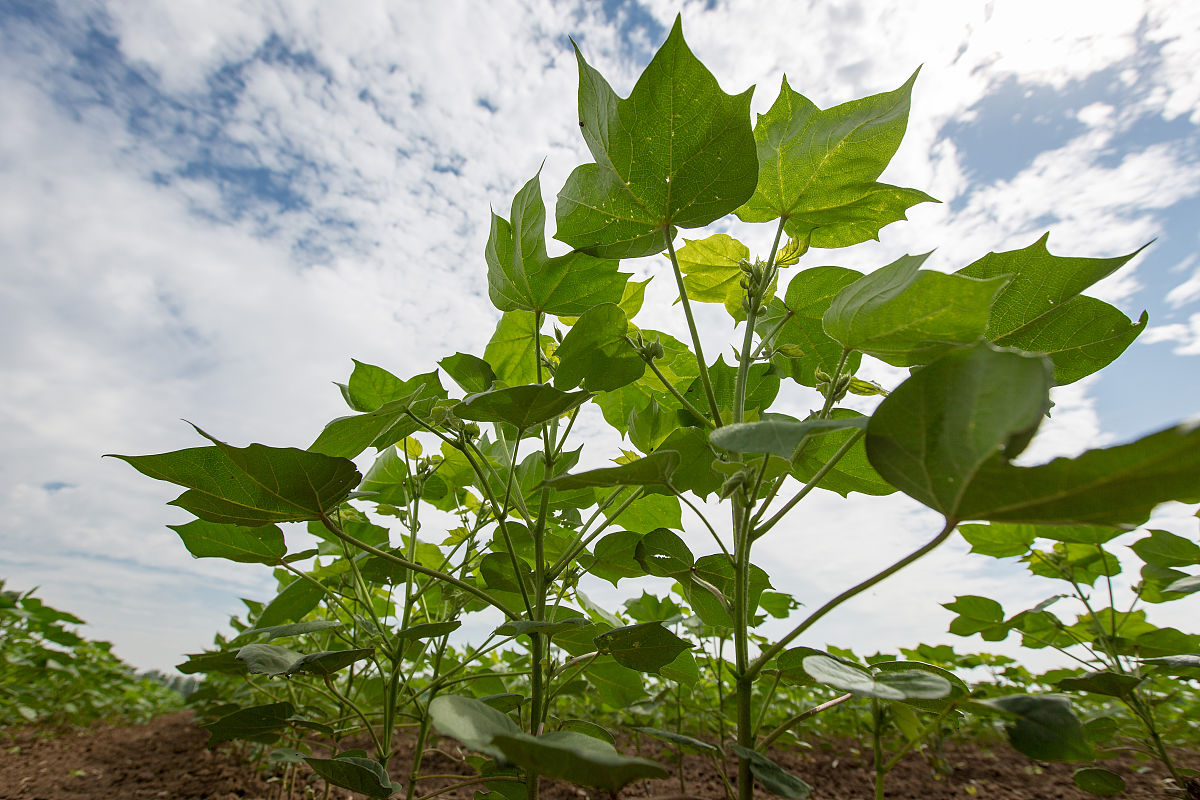 一招让棉花提苗速度翻倍的绝密方法!