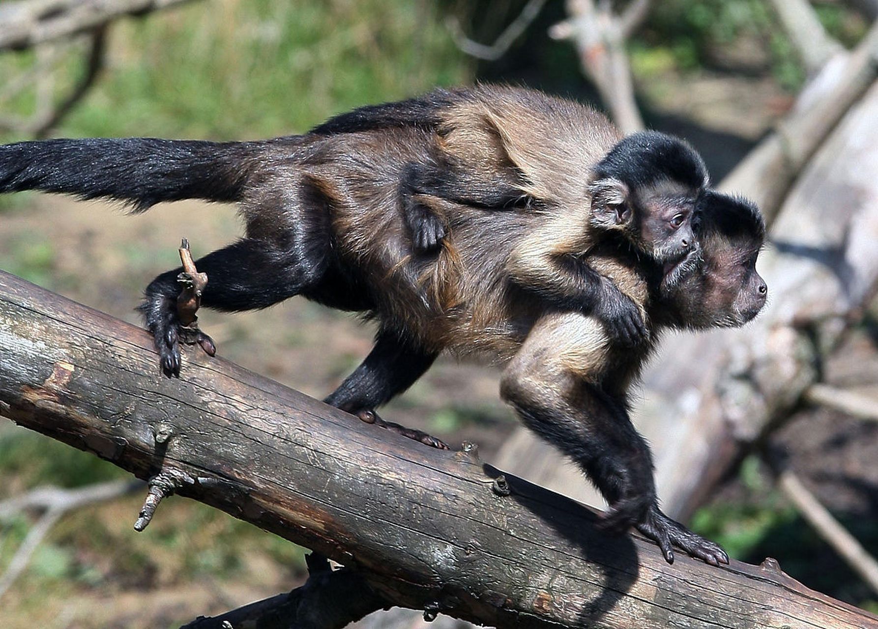 卷尾猴:是一种中等体型的猴子,分布在南美洲的西海岸和中部.