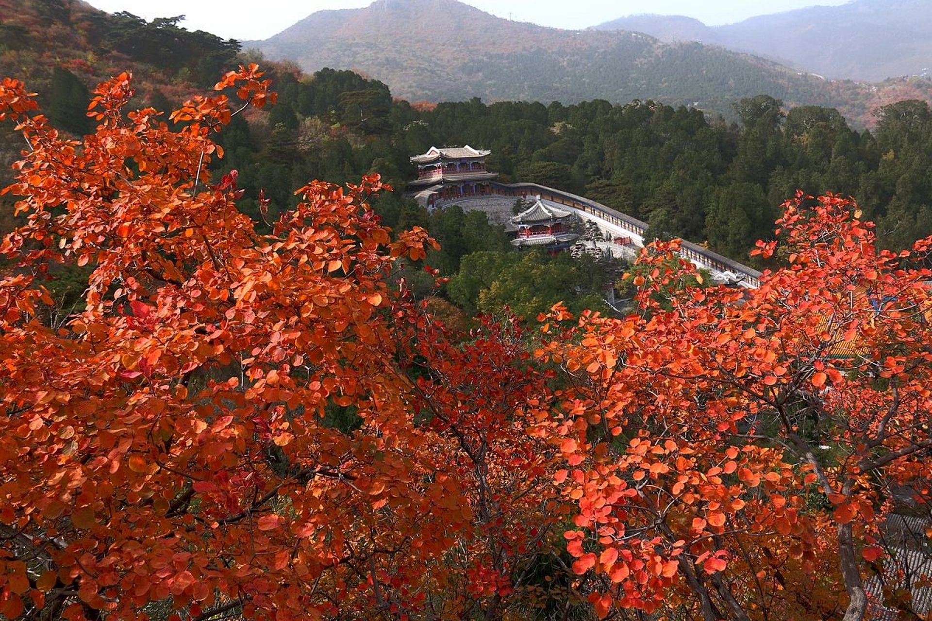 香山是北京著名旅游景点,秋季最美适合赏红叶.