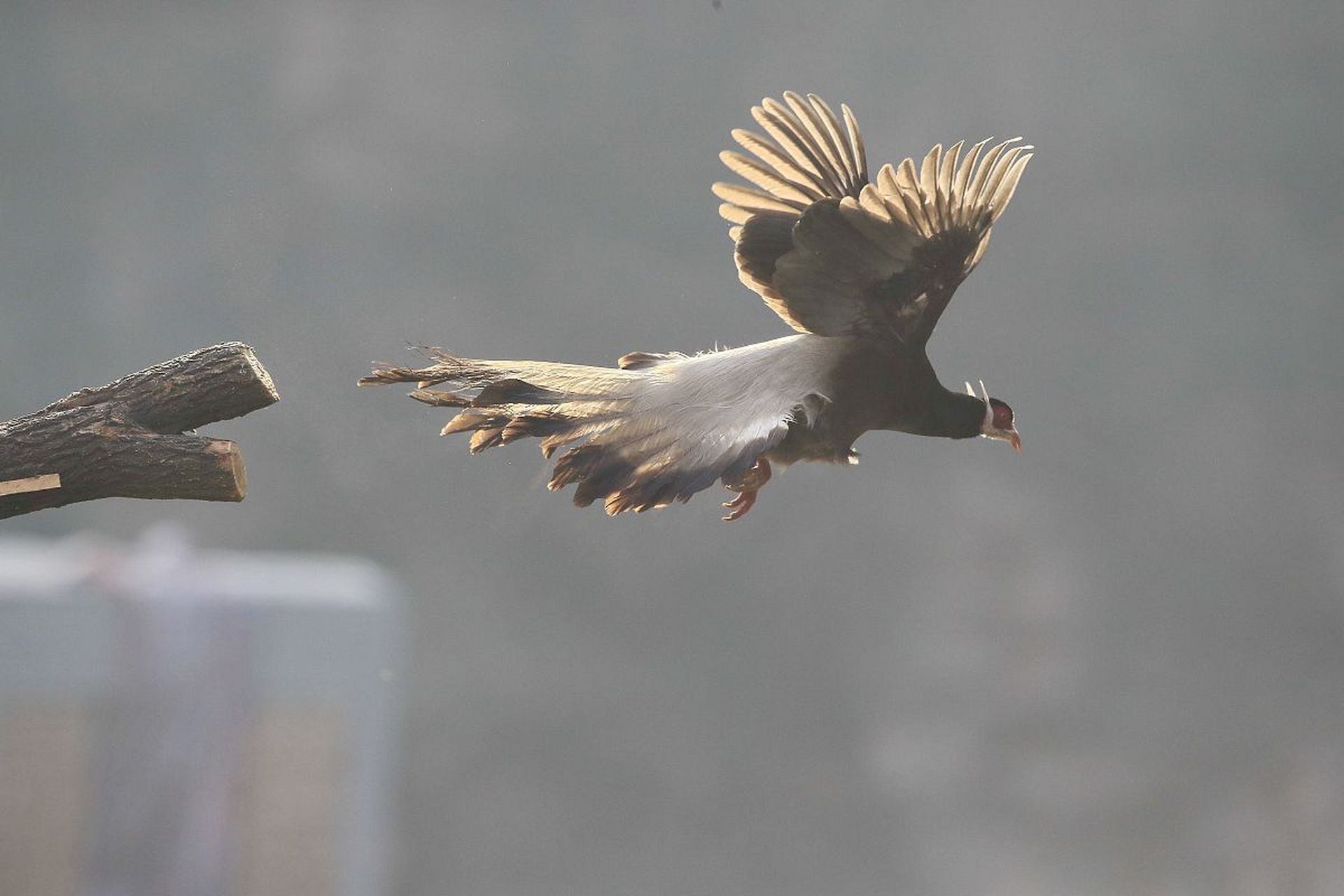 我们山西的省鸟是褐马鸡[嘻嘻][嘻嘻] 友友们,请欣赏!