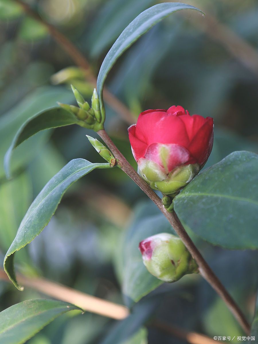 就陷入了这样的"等待漩涡",而这一切的源头,竟是几朵花苞