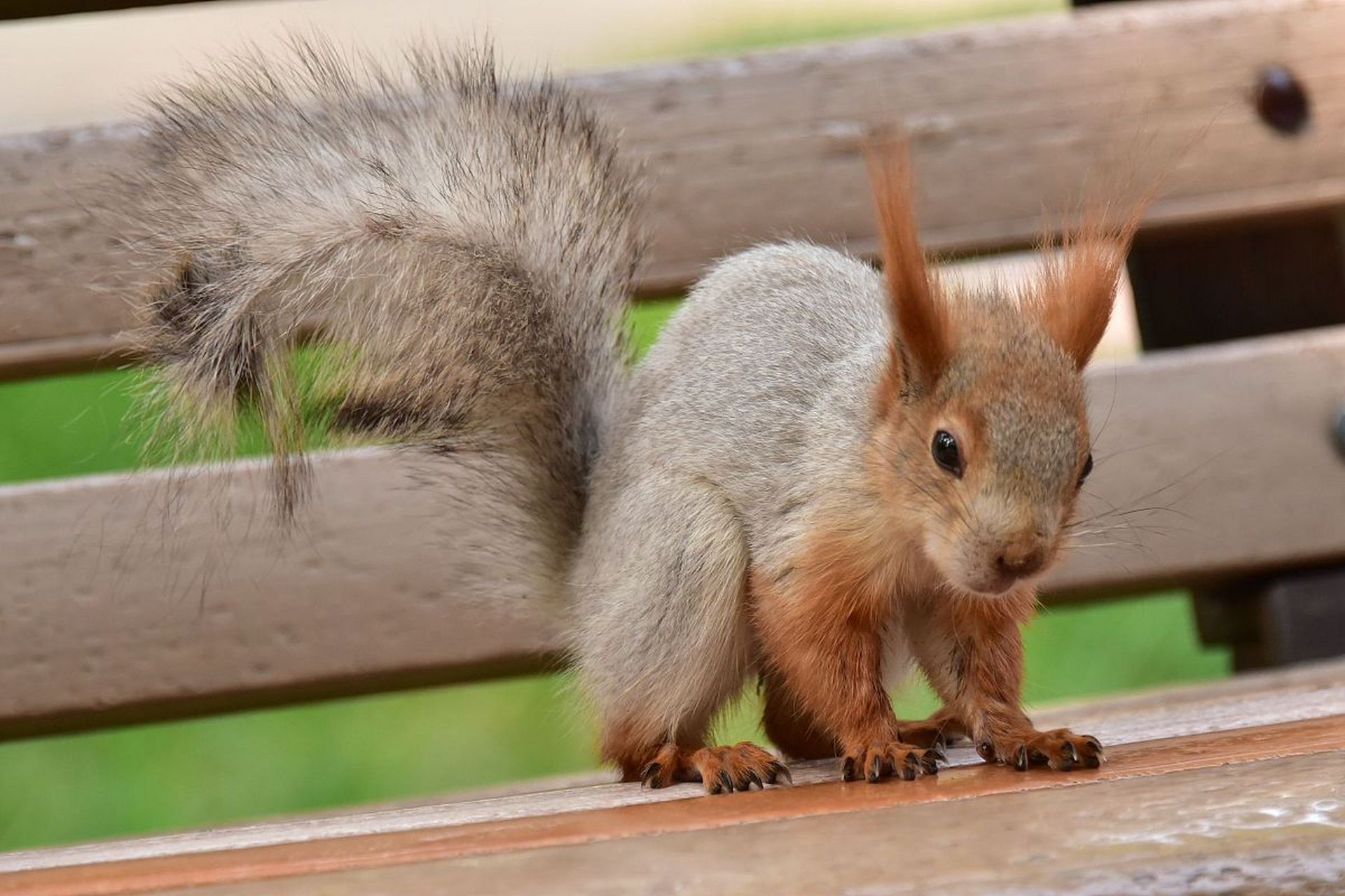 雪地松鼠,是啮齿目松鼠科动物,尾毛密长而且蓬松,四肢及前后足均较长
