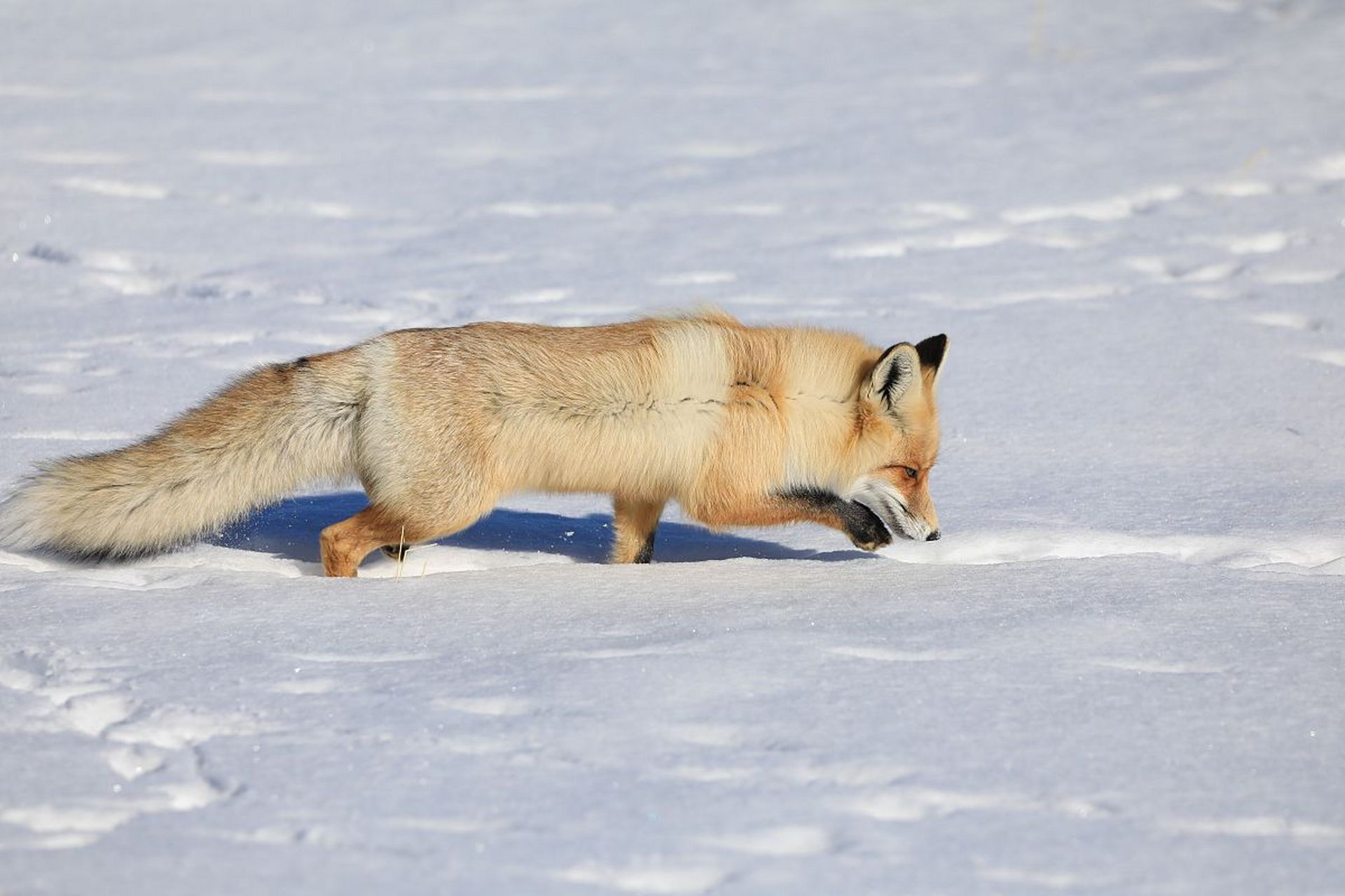 【狐狸觅食】聪明的狐狸在雪地里觅食,它用灵活的四肢和敏锐的嗅觉