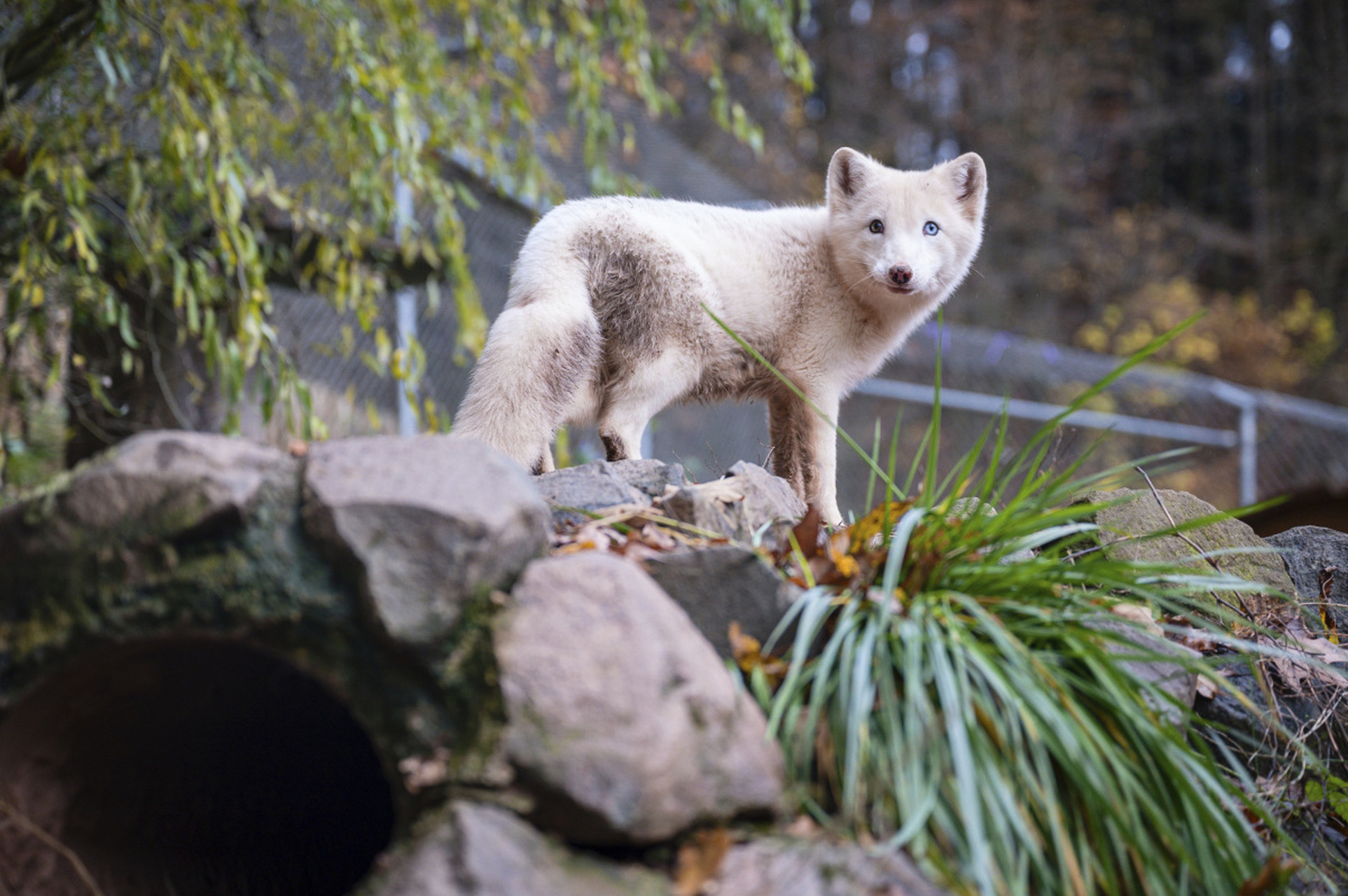 一只奇特的异瞳北极狐,一只眼睛是黄色象征沙漠,一只是蓝色象征大海!