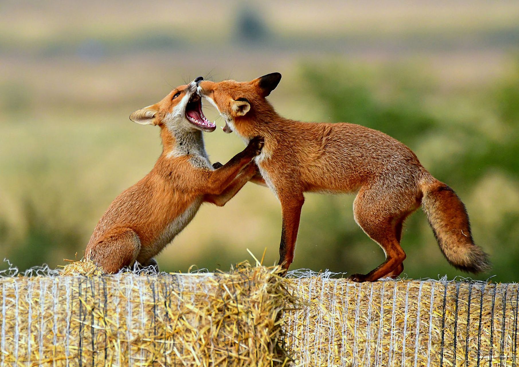一起玩耍一起长大的狐狸姐妹.#动物趣图