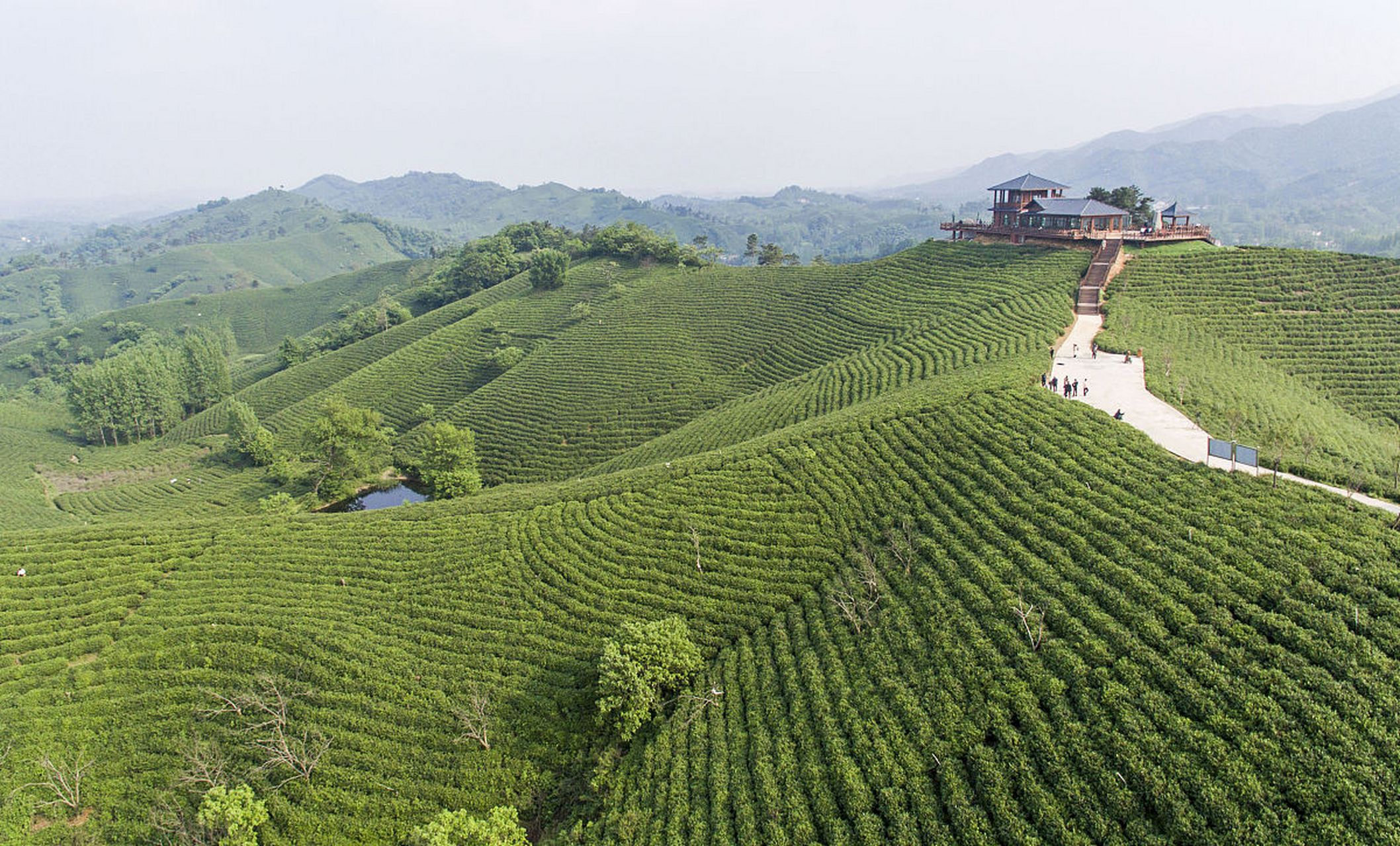 信阳云雾山茶场图片