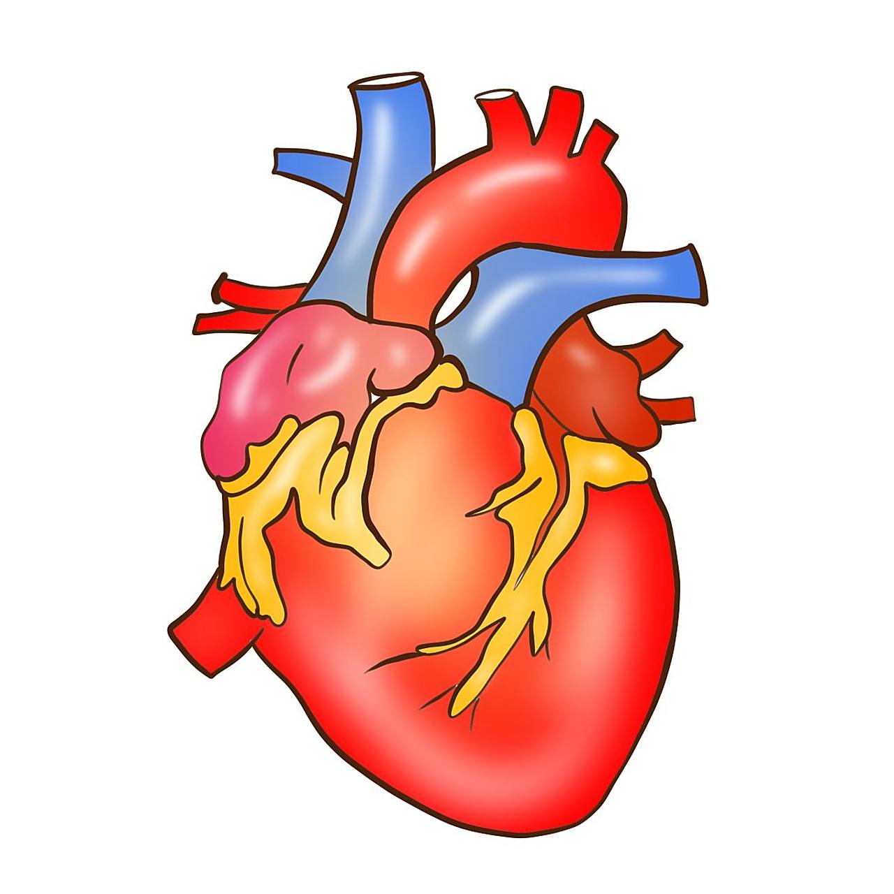 **以色列科研团队成功打造微型人体心脏模型**  *【百家号报道】*