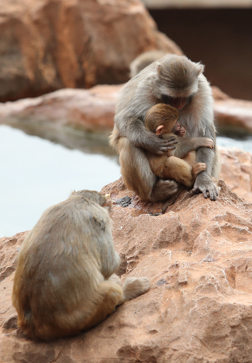 让人疑问的是,这只猫是怎么进到猴山里面的?是人放进去的?