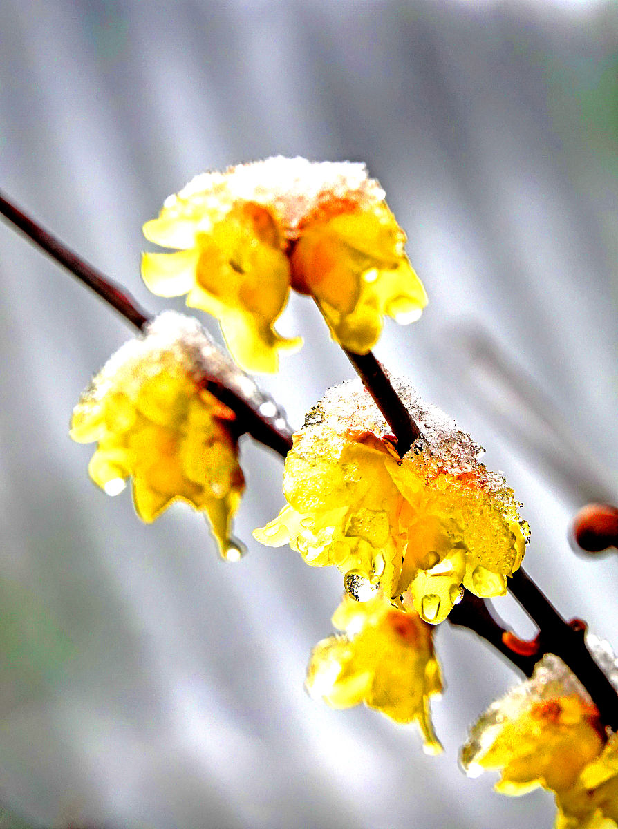 风雪压枝雪松挺,冰冻腊梅分外红满山冰清点点枫,寒冬送香自由梦