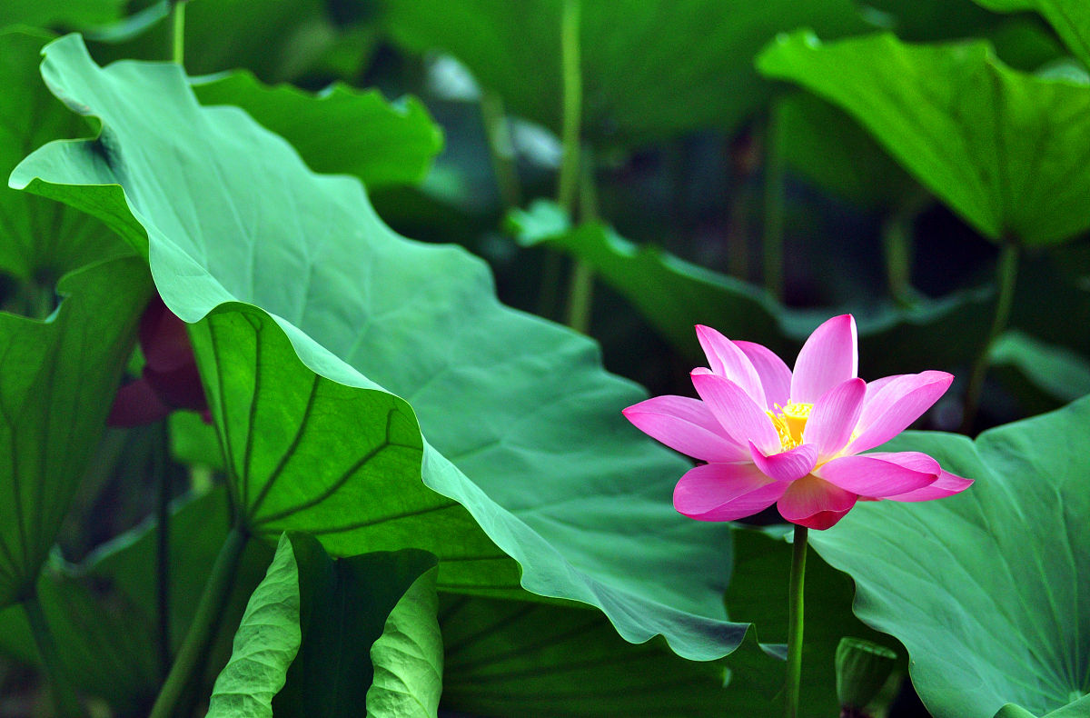 烟雨蒙蒙立夏影,晶莹剔透荷叶翠遮天蔽日迷人眼,荷花怒放君子红