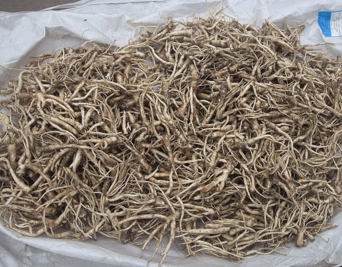 桔梗的功效与作用