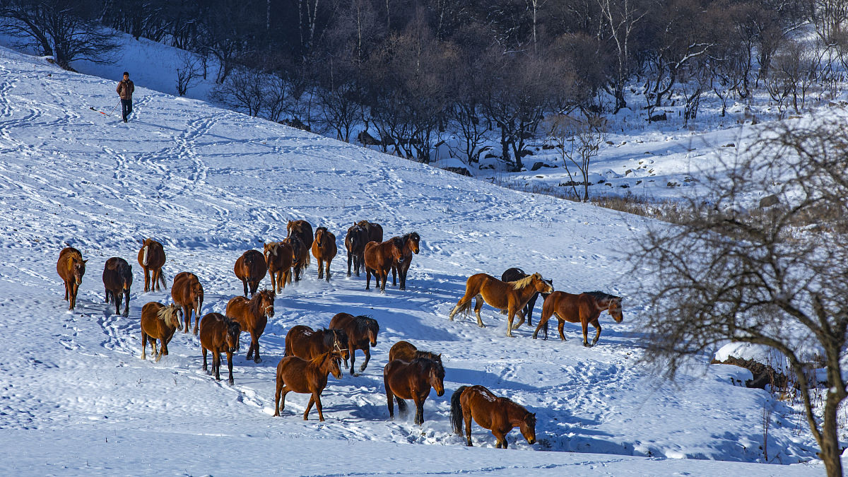 北国雪景靓人眼