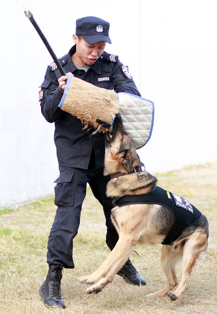 大家是不是经常听说:"边境牧羊犬,全世界是最聪明的狗!