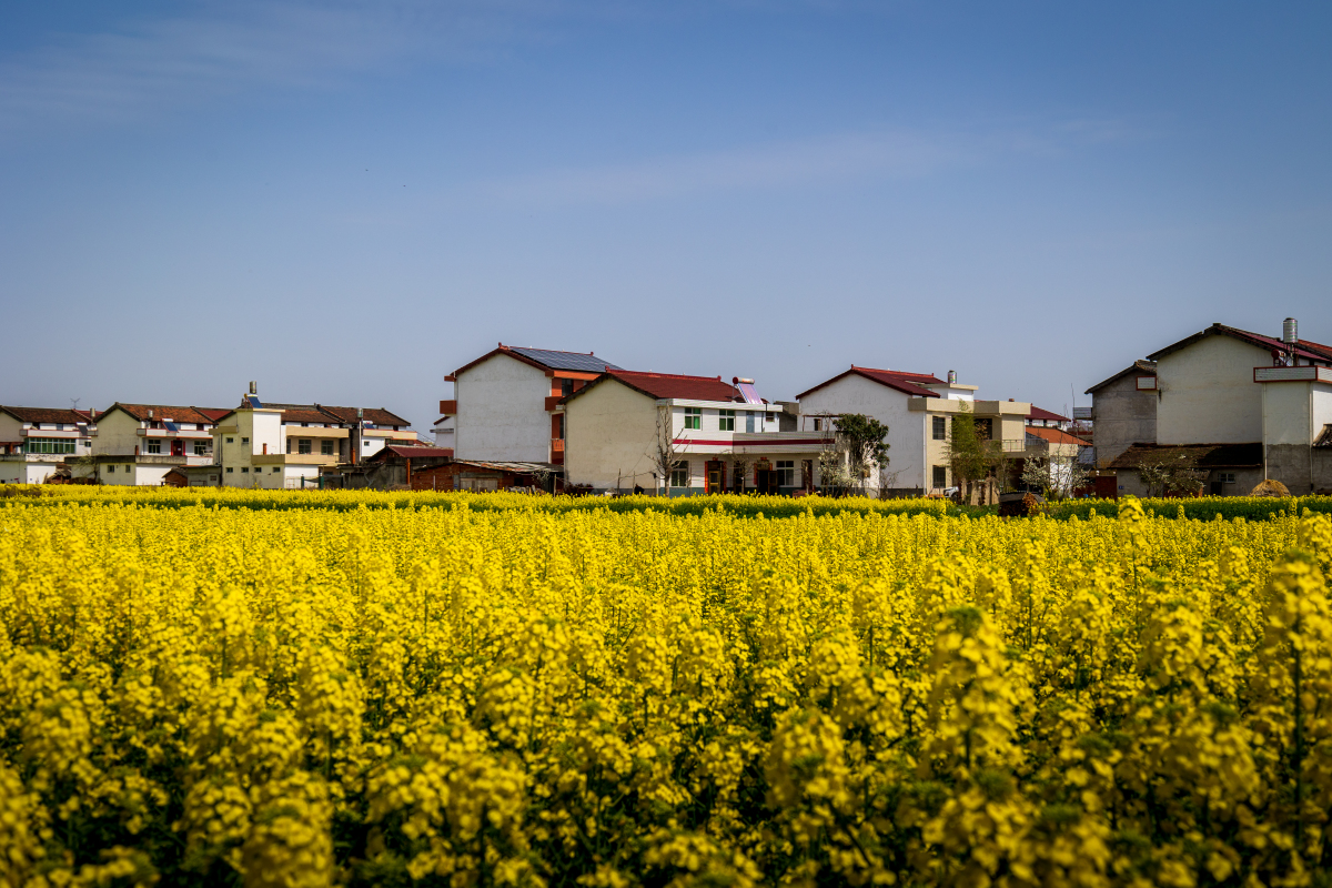 江油市永胜镇油菜花图片