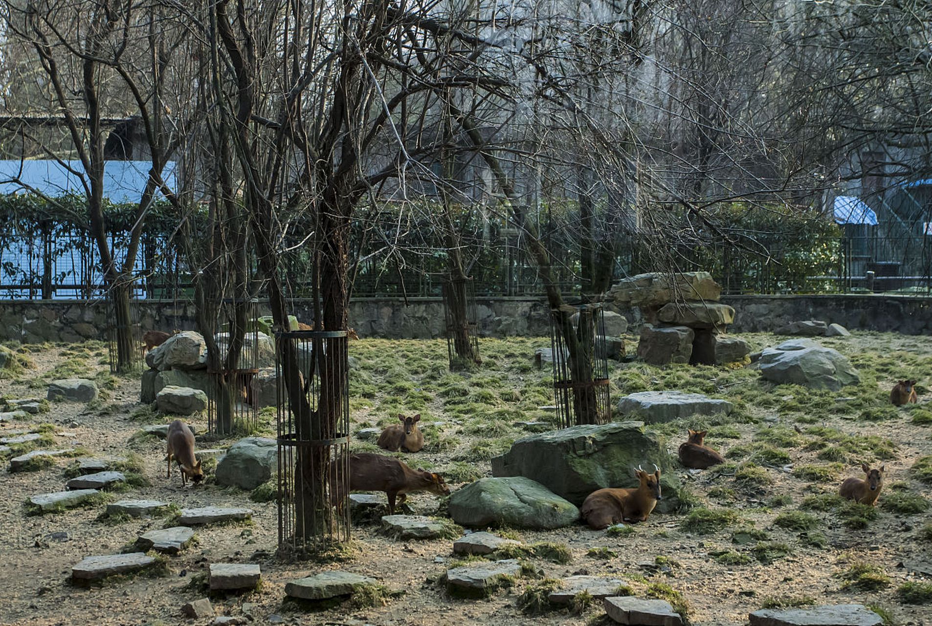 岳麓山鸟语林图片