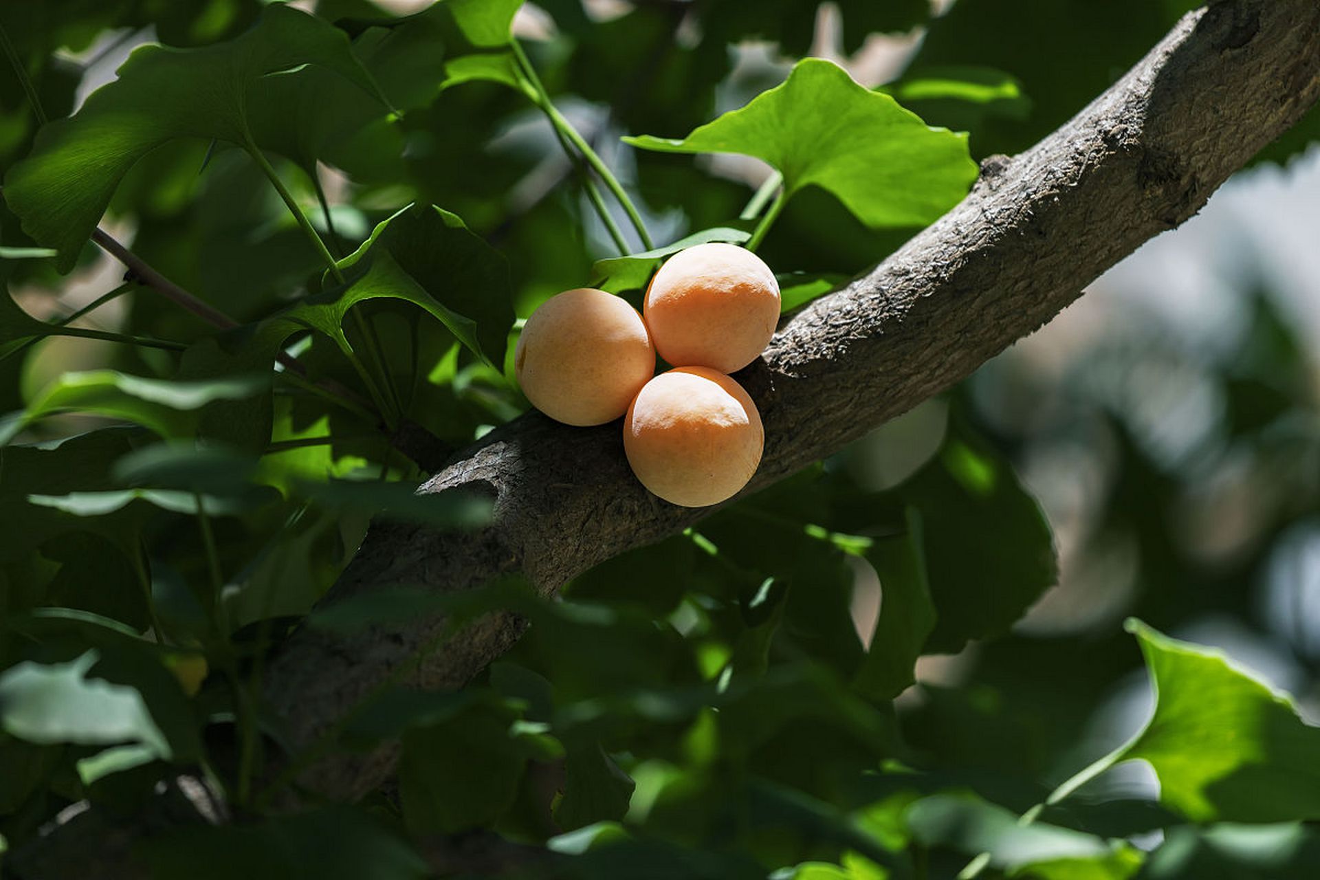 首先,白果对于改善呼吸系统有益.