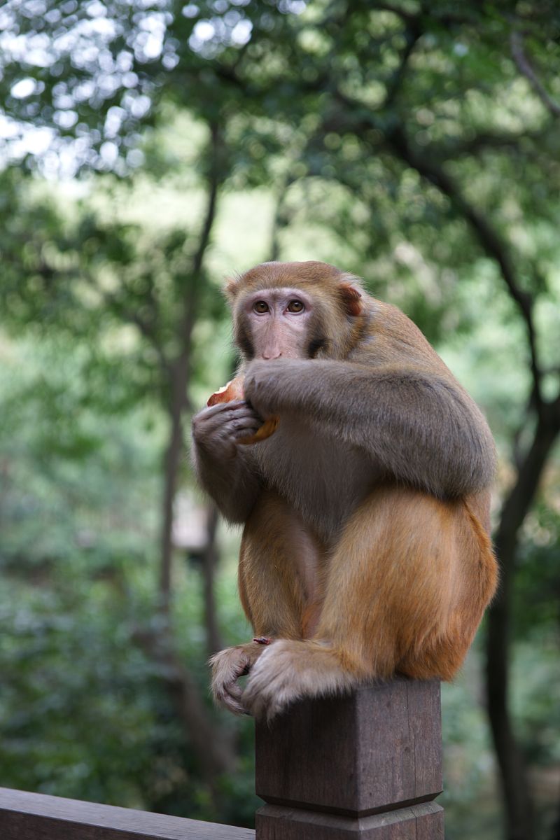 这极其危险,猴子又猖狂,不知轻重.