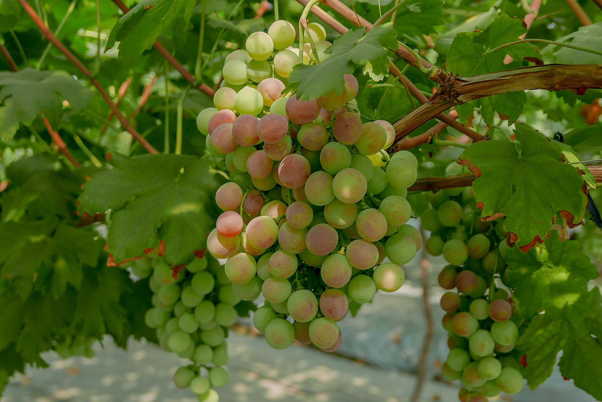 在法国和澳大利亚,它是重要的葡萄酒生产国之一.