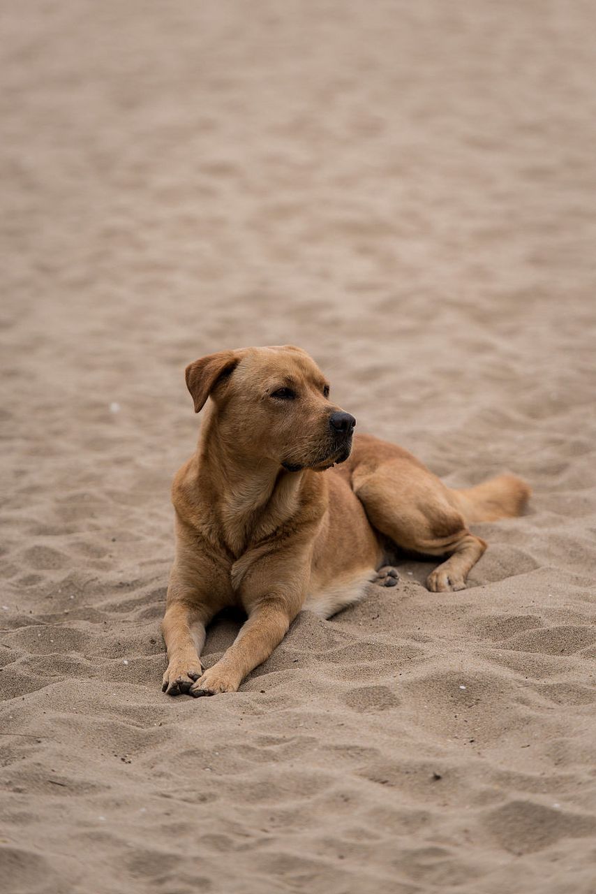 一只小狗走在大街上,它的小脚步蹒跚而不稳,身上的毛发也很乱.它看起