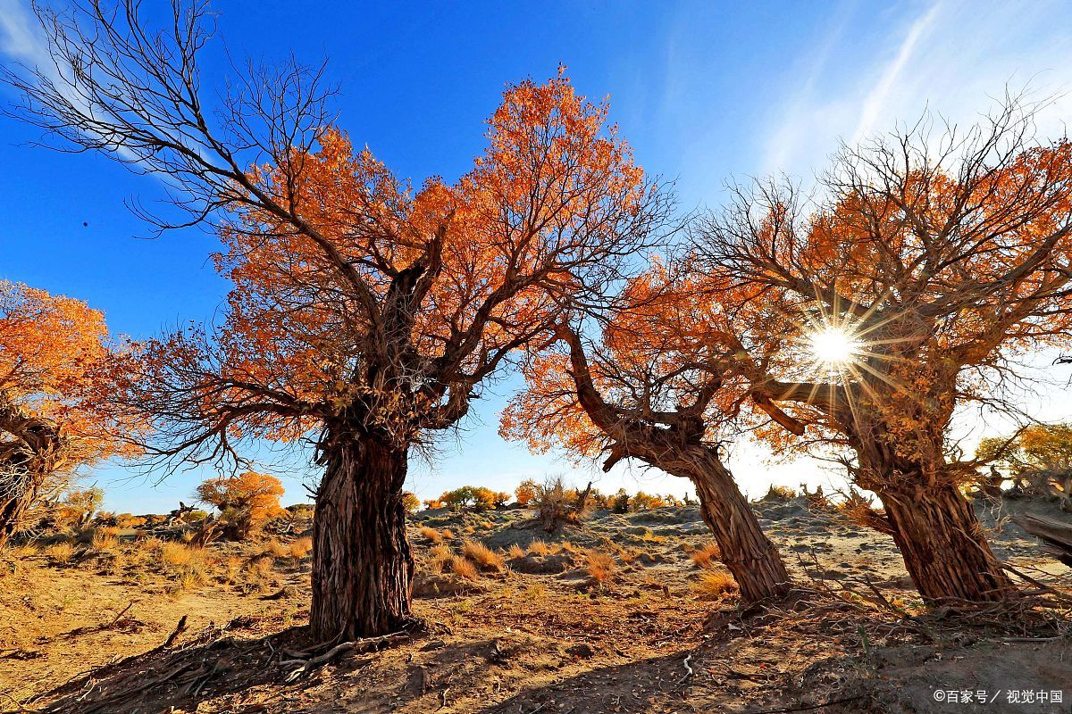 沙漠里的金色瀑布,新疆民丰50万亩,千年原始胡杨苏醒,每片叶子都在