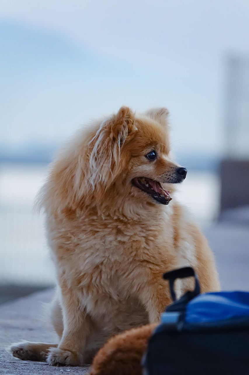 金黄狐狸犬小犬图片