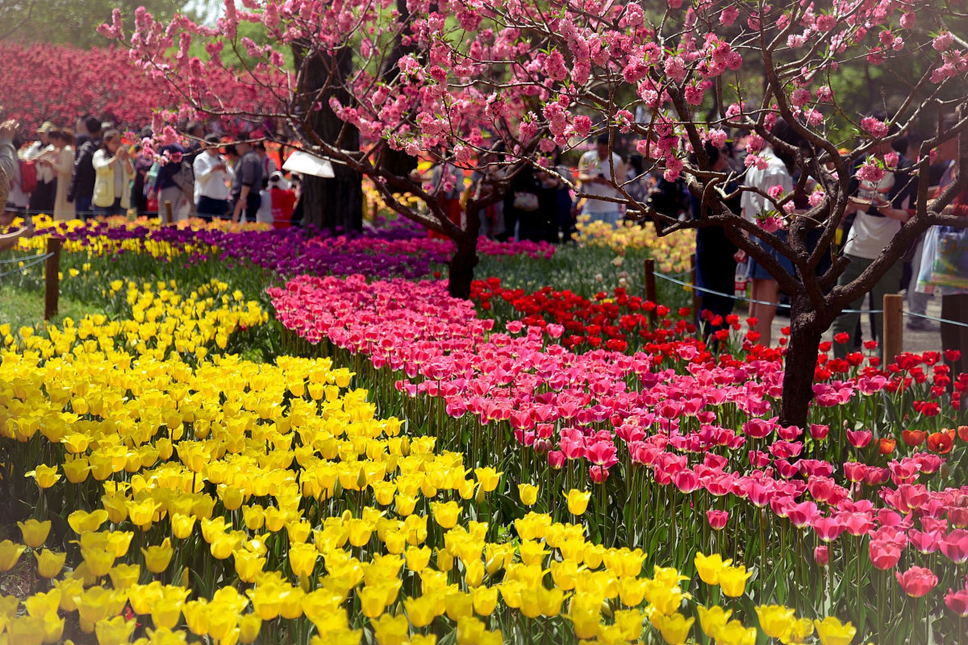 山西花展图片