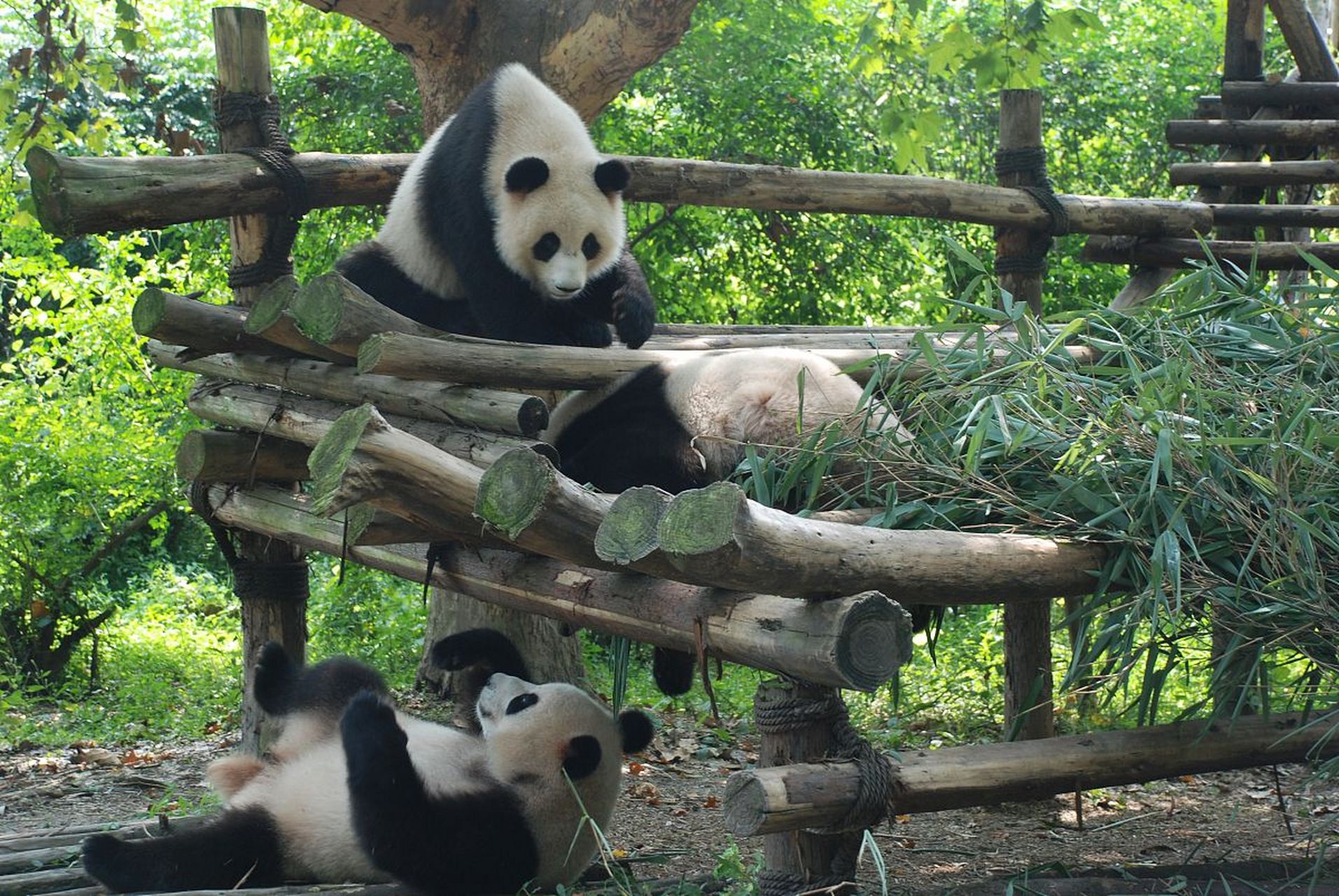 熊猫场景图片