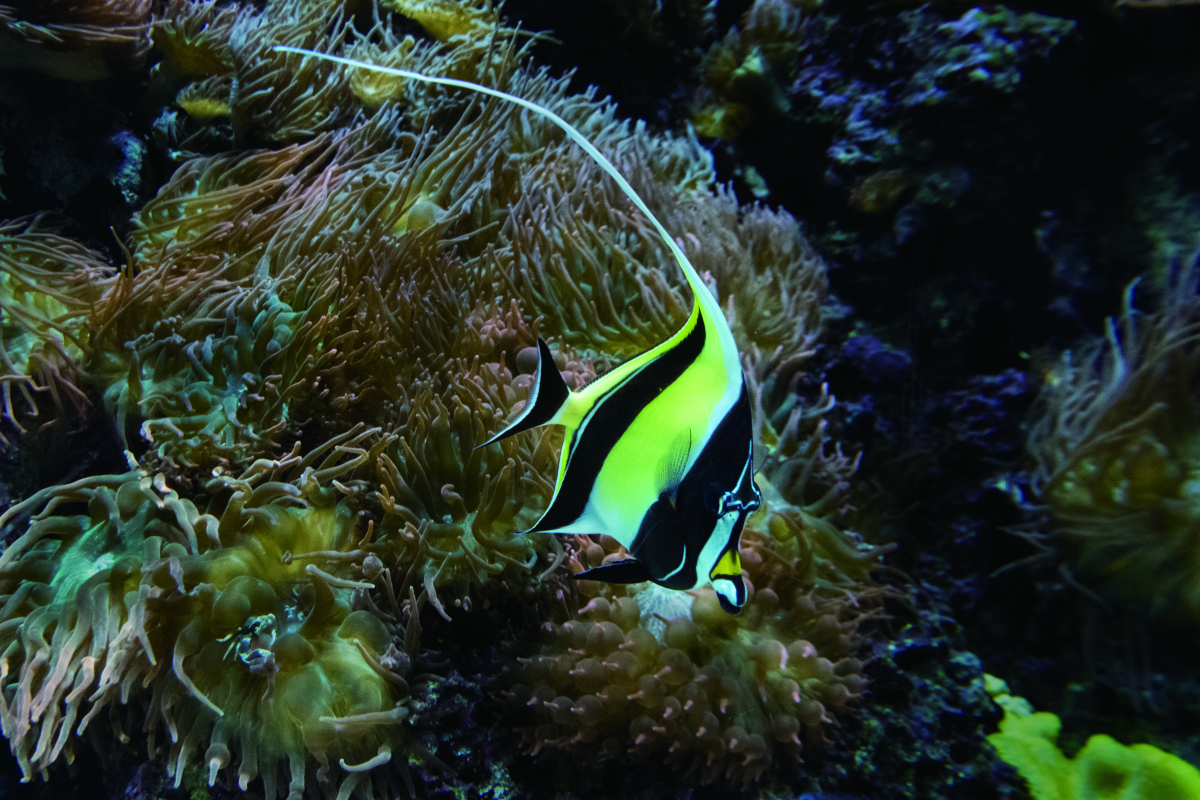 黑玛丽鱼和孔雀鱼混养需要注意什么?