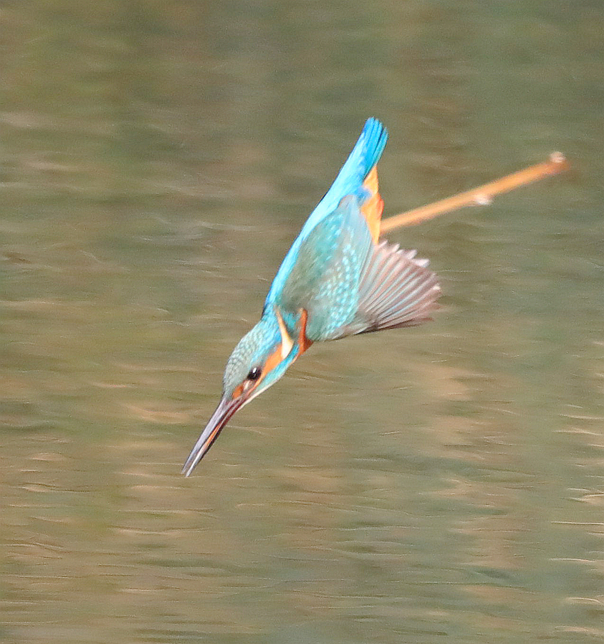 翠鸟,一种色彩鲜艳,活泼灵动的小鸟,以其独特的翠绿色羽毛而闻名.