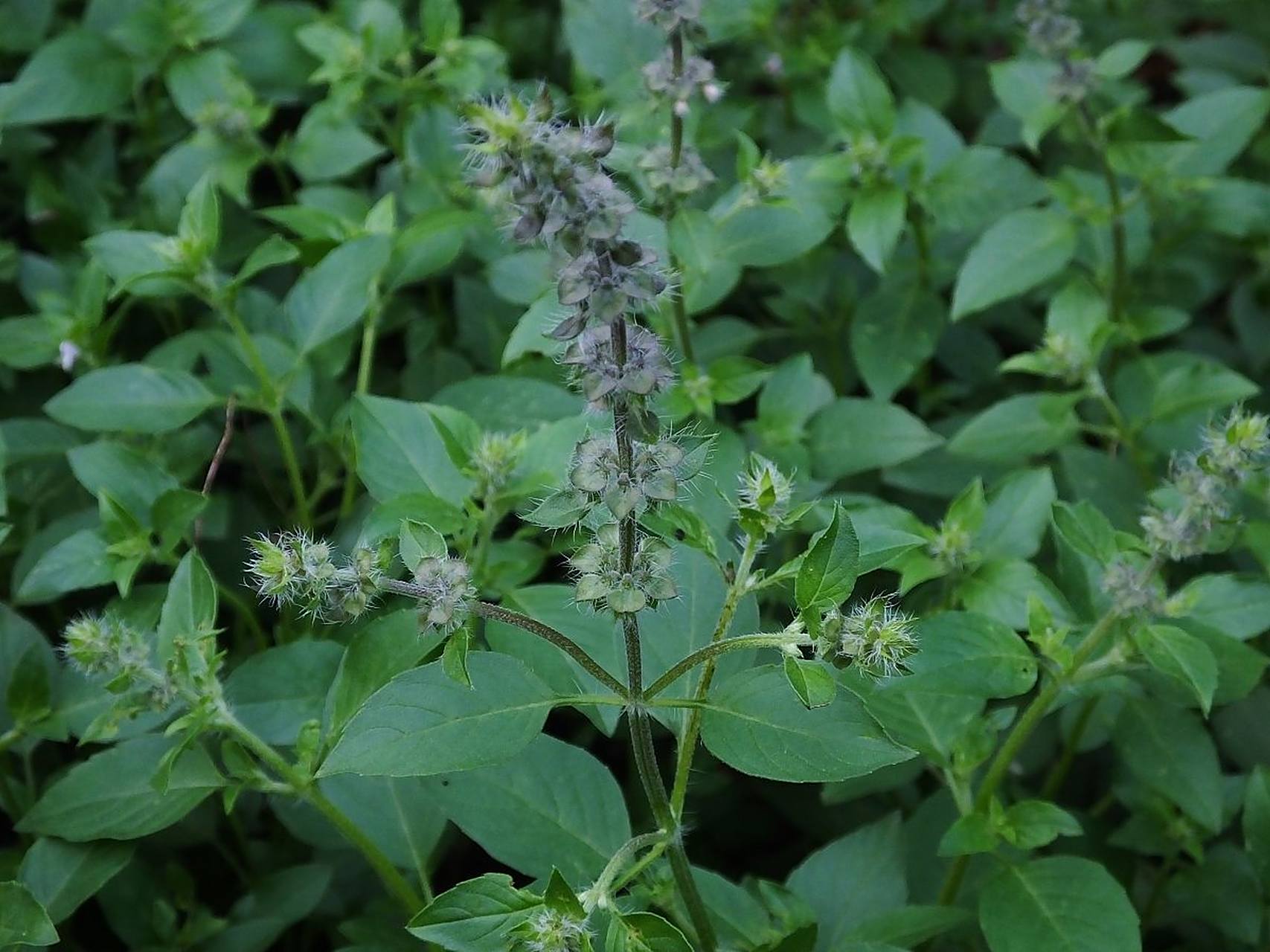 另外,罗勒叶用来炒肉或炒菜味道也