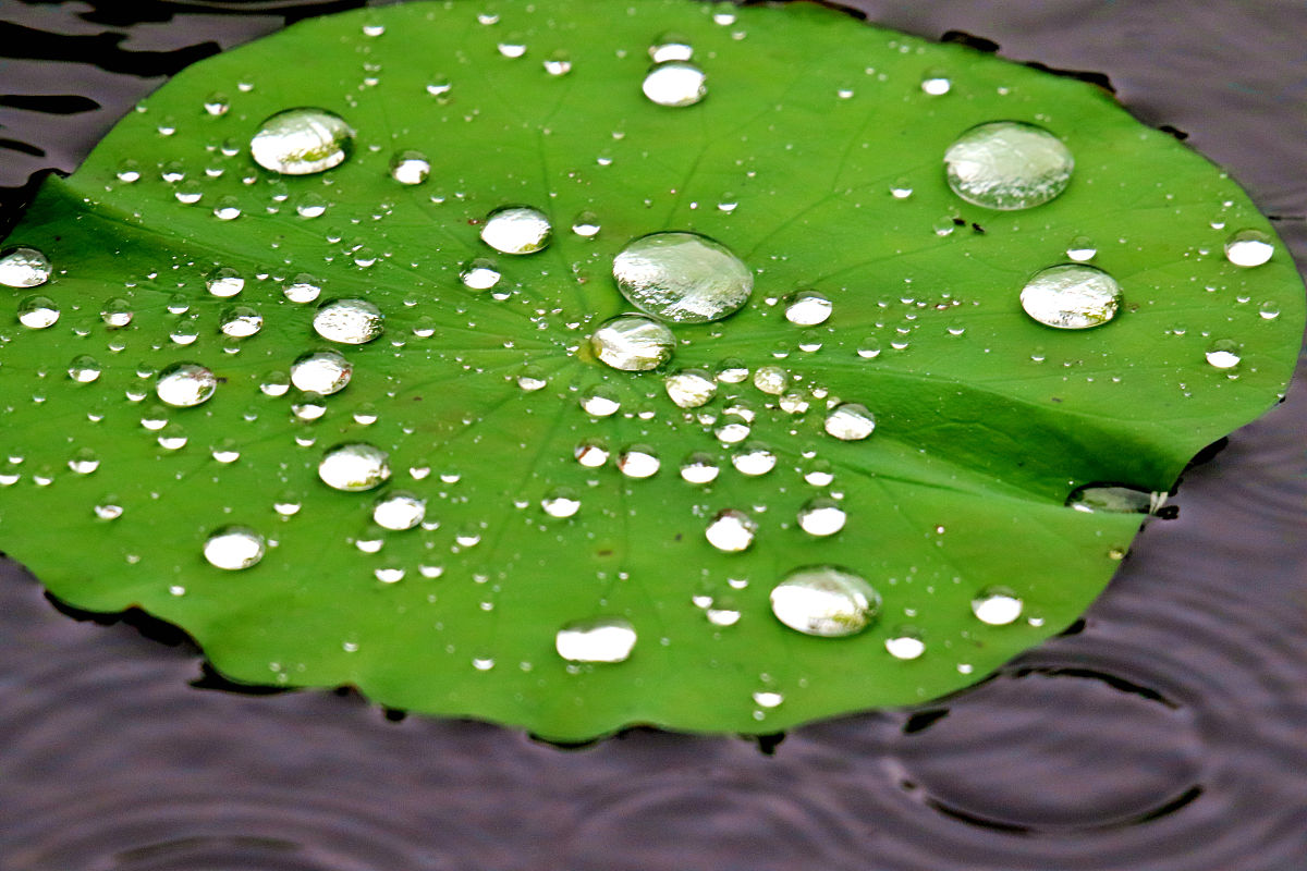 春雨落入西湖醉,烟柳画桥春风梦鱼翔浅底嚼荷花,唯美荷叶翡翠影