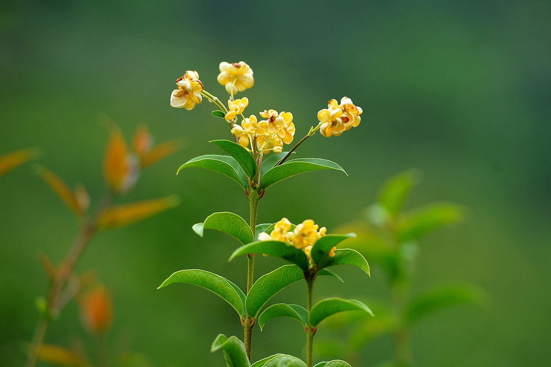 桂花是一种香气馥郁的花卉,  以其金黄色的花朵和浓郁的香气而广受