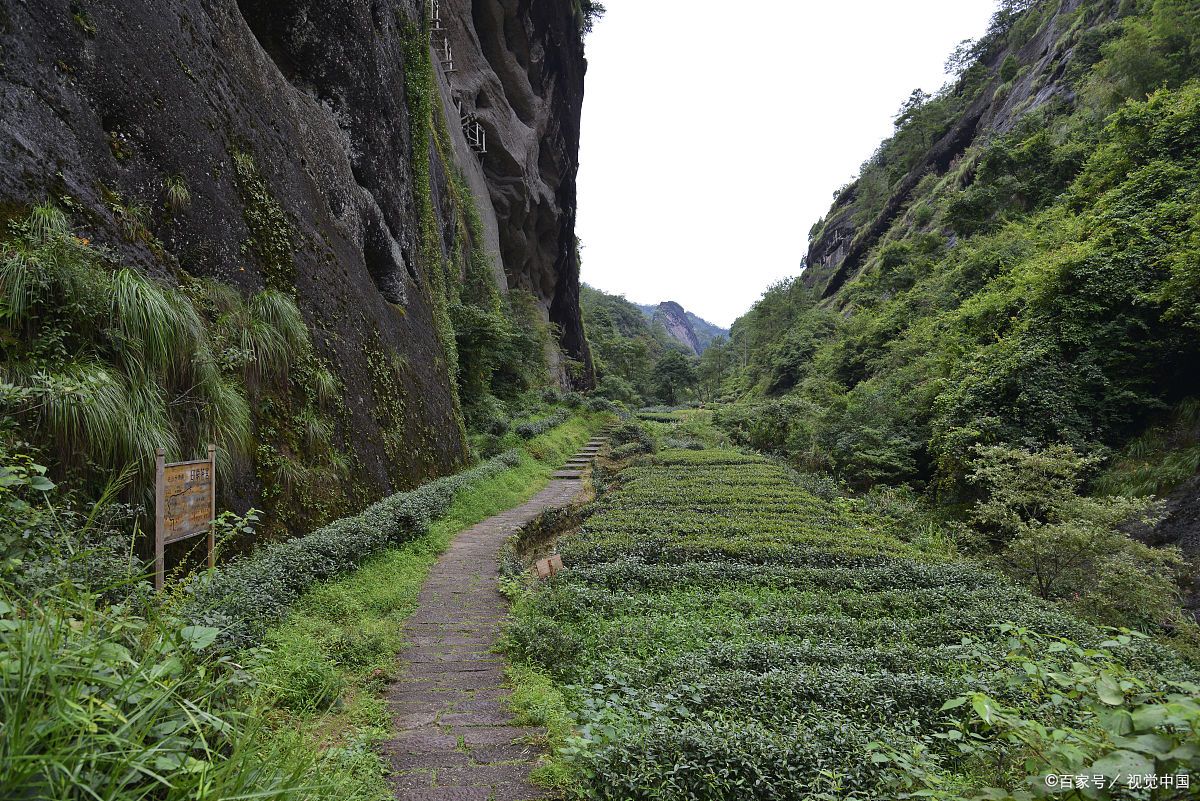 武夷山大红袍景点介绍图片