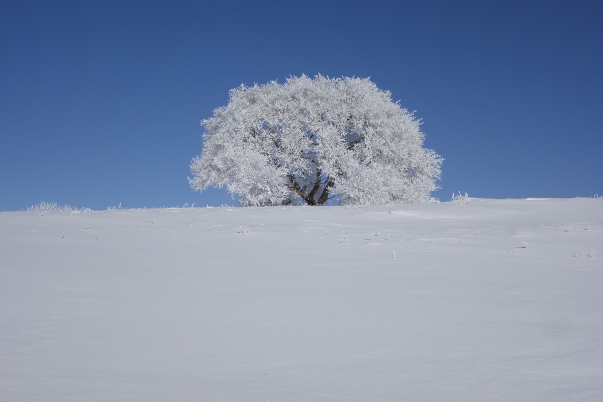 每当大雪纷飞,北方的雪国便迎来了最浪漫的时刻.
