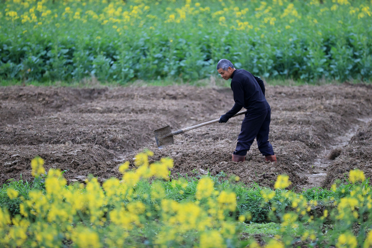 农村土地种什么能致富快(农村地种什么能赚钱呢)
