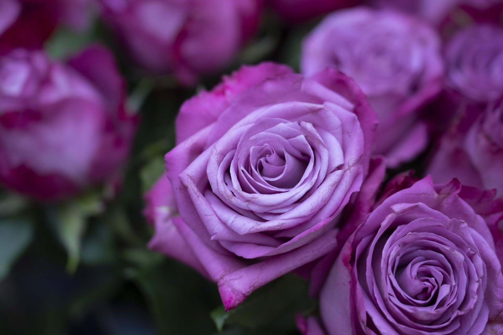 《紫色玫瑰花语》带你感受浪漫至极的爱情世界!