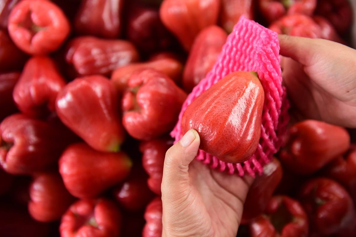 海南莲雾,水果中的小清新!